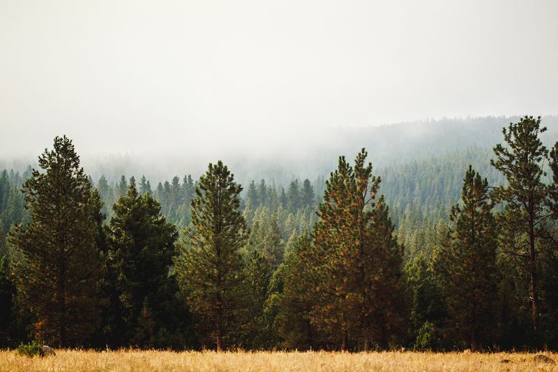 The Name Behind The Green O And Its Montana Ranch History