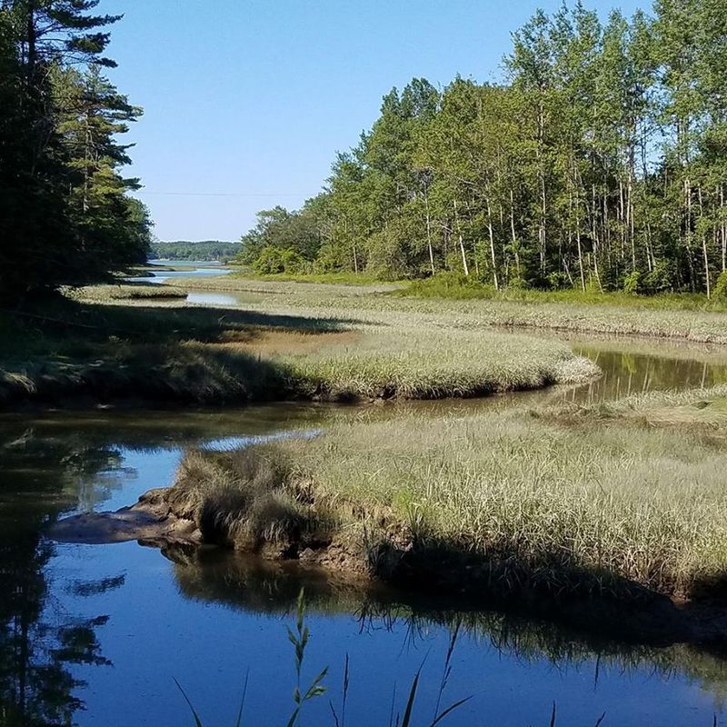 The Natural Bog Behind The Beach The Natural Bog Behind The Beach