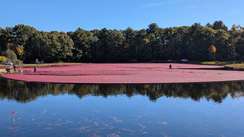 The Nature Trail And Ocean Spray Cranberry Bog