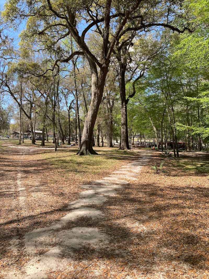 Camping Under The Trees At The Park's Campground