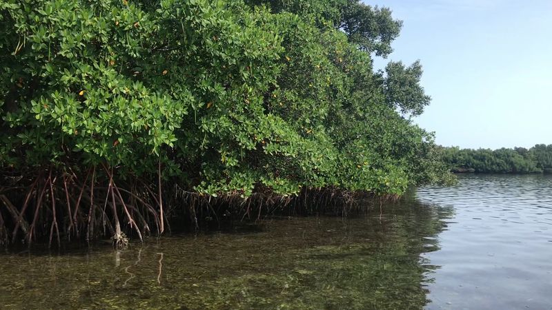 The Nature Trail Through The Island's Interior