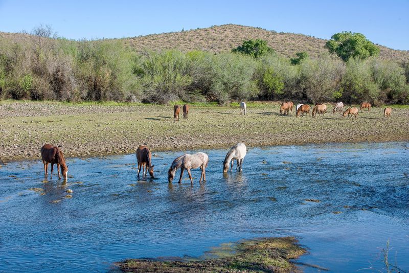 The Nonprofit Keeping Watch Over The Herd