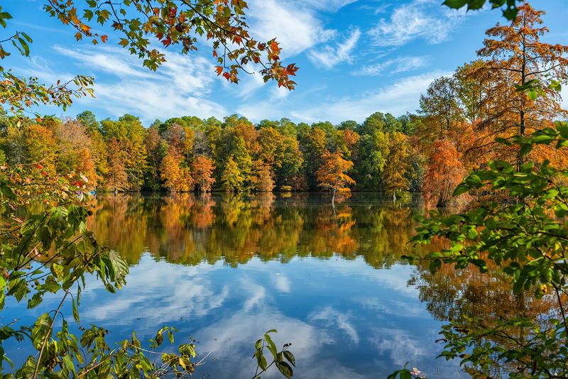 The Northernmost Bald Cypress Stand In The United States The Northernmost Bald Cypress Stand In The United States