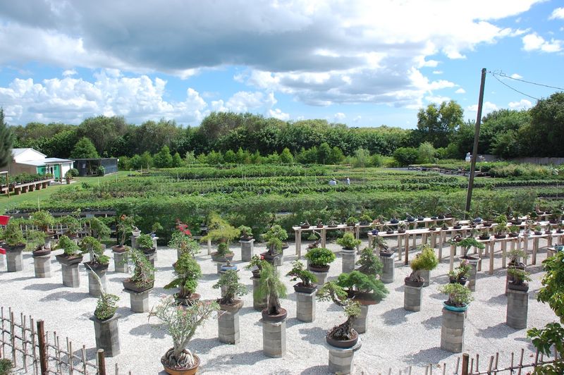 The Nursery Carries Starter Trees Alongside Highly Refined Specimens The Nursery Carries Starter Trees Alongside Highly Refined Specimens