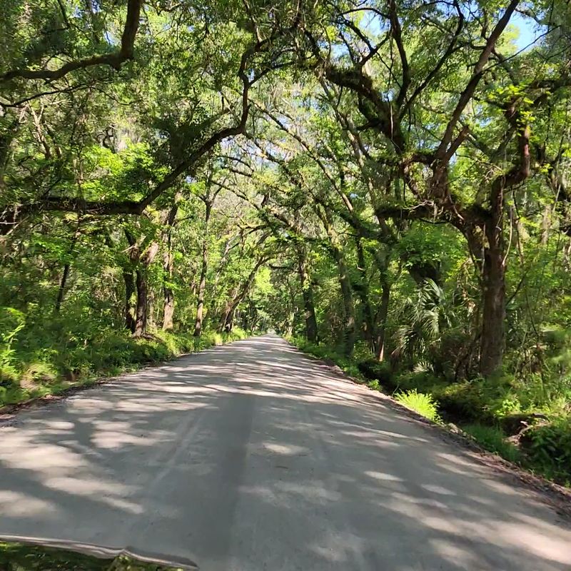 The Oak Tree Tunnel That Started It All The Oak Tree Tunnel That Started It All