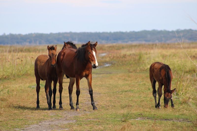 Wild Spanish Horses Among The Flowers