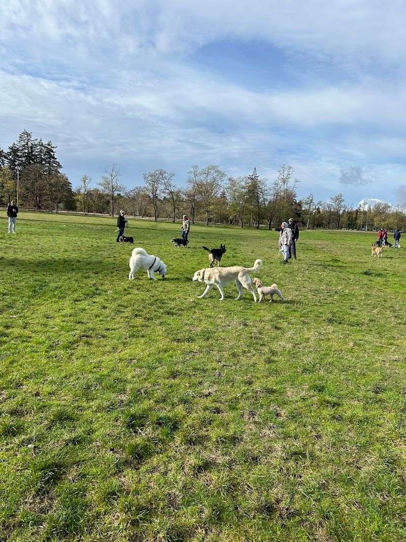 The Off-Leash Dog Park That Dogs Dream About