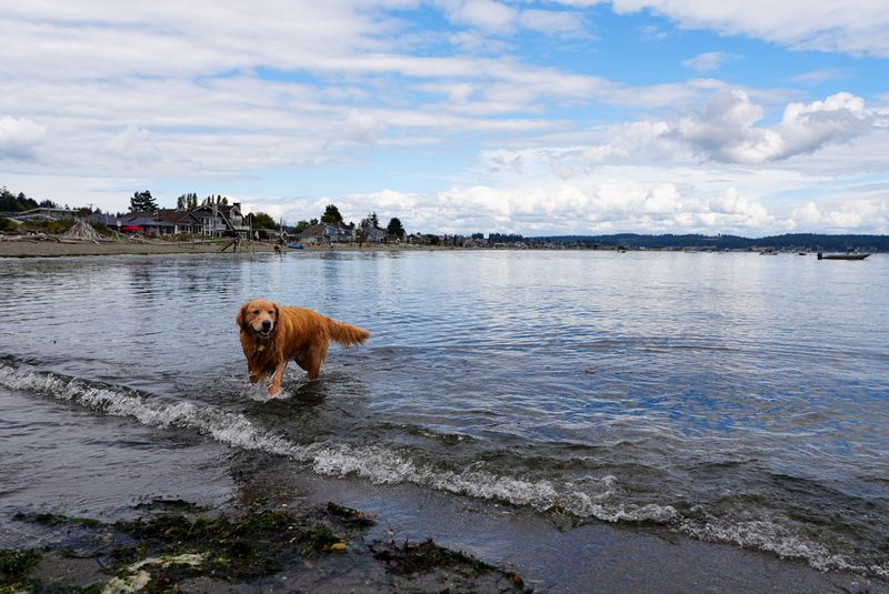 The Off-Leash Freedom Zone That Changes Everything The Off-Leash Freedom Zone That Changes Everything