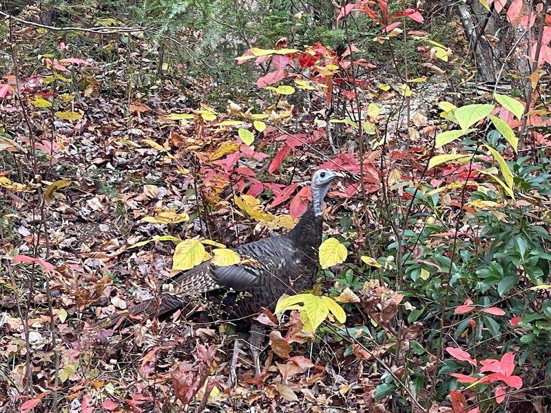 Wildlife Sightings Are Part Of The Trail Experience