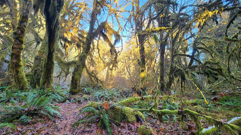 The Old-Growth Forest Setting The Old-Growth Forest Setting