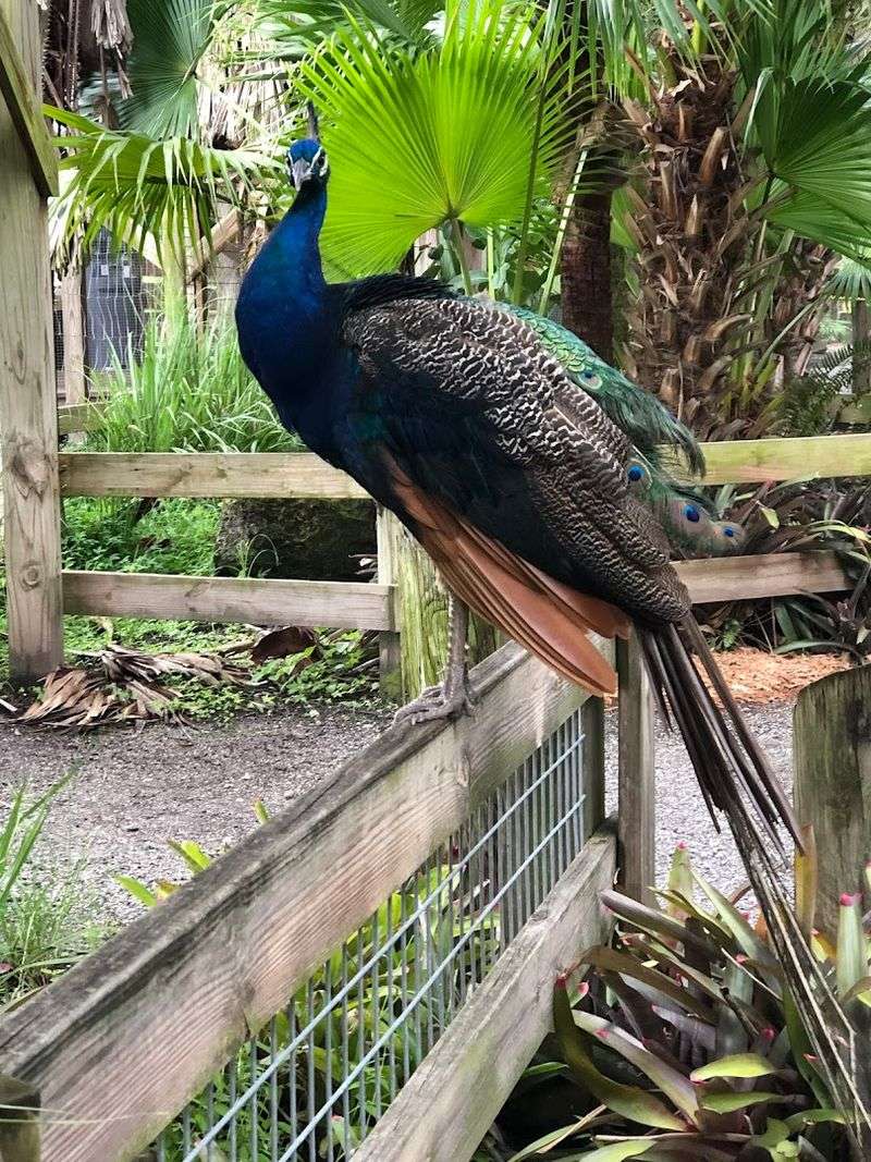 The On-Site Zoo And Exotic Animals