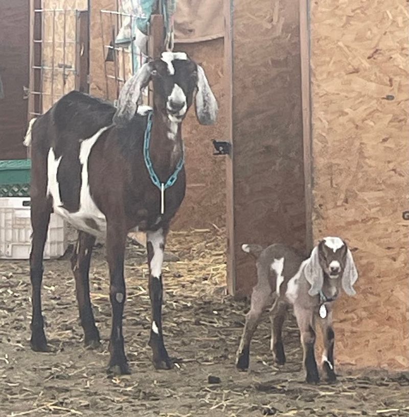 The Moment Paonia Stops Feeling Generic