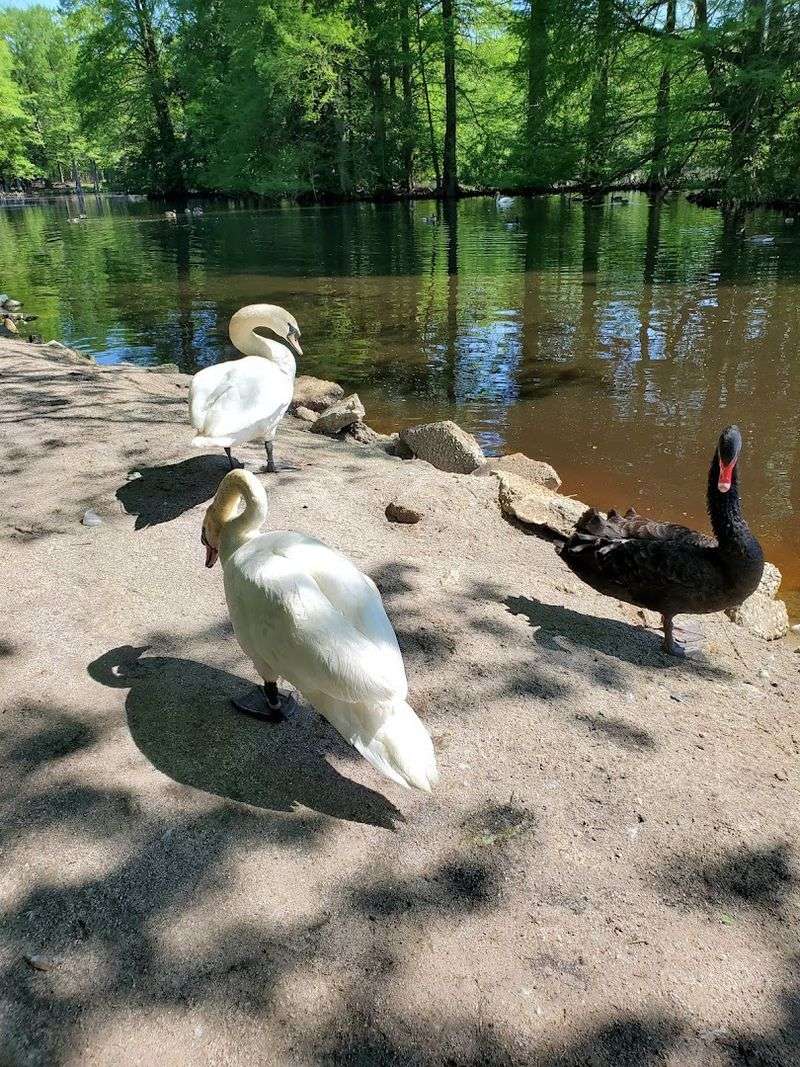 The Only Garden With All Eight Swan Species