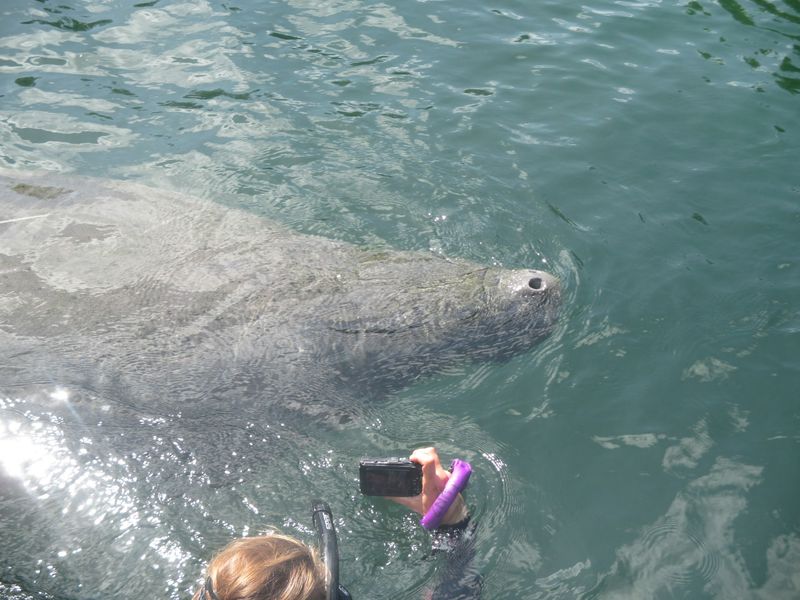 The Only Place In North America Where You Can Legally Swim With Manatees
