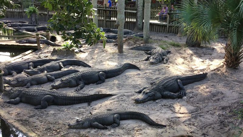 Between 500 And 600 Alligators Call This Park Home