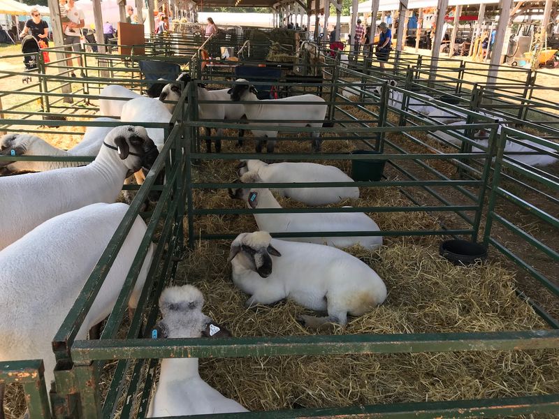 The Only State-Licensed Agricultural Fair