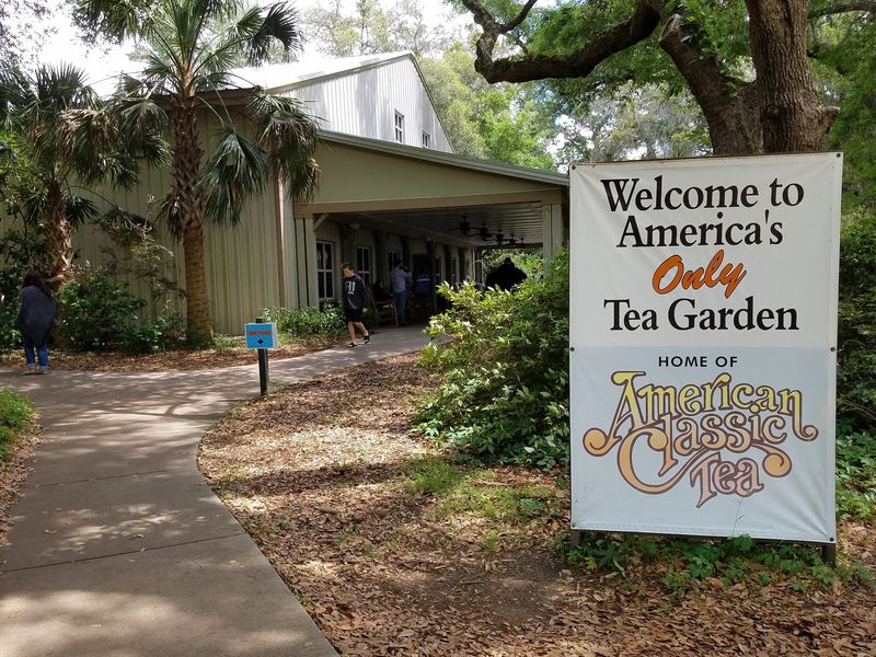 The Only Tea Farm In America The Only Tea Farm In America