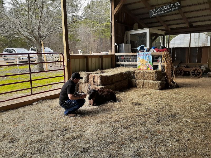 The Open-Air Barn Feels Full Of Life The Open-Air Barn Feels Full Of Life
