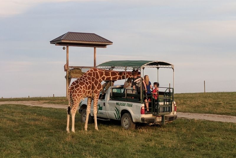 The Open-Air Safari Bus Tour The Open-Air Safari Bus Tour