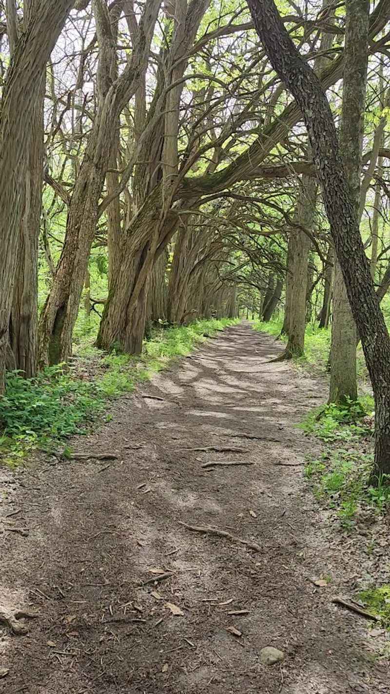 The Osage Orange Tree Tunnel That Started It All