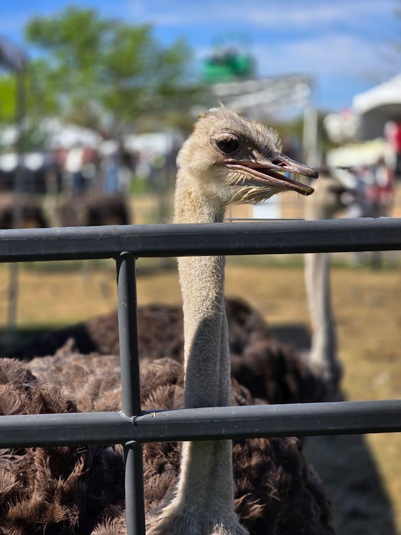 The Ostrich Festival And A Calendar Full Of Community Events