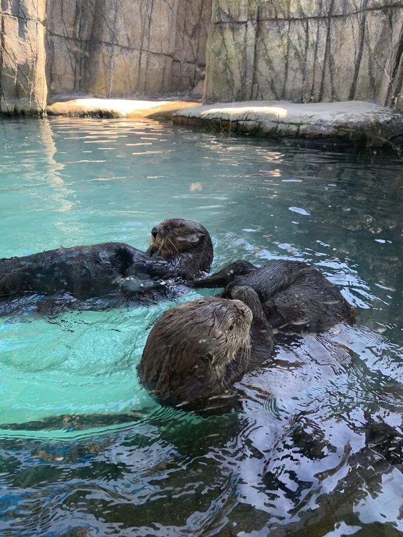 The Otters Live In A Section Built For Young Explorers