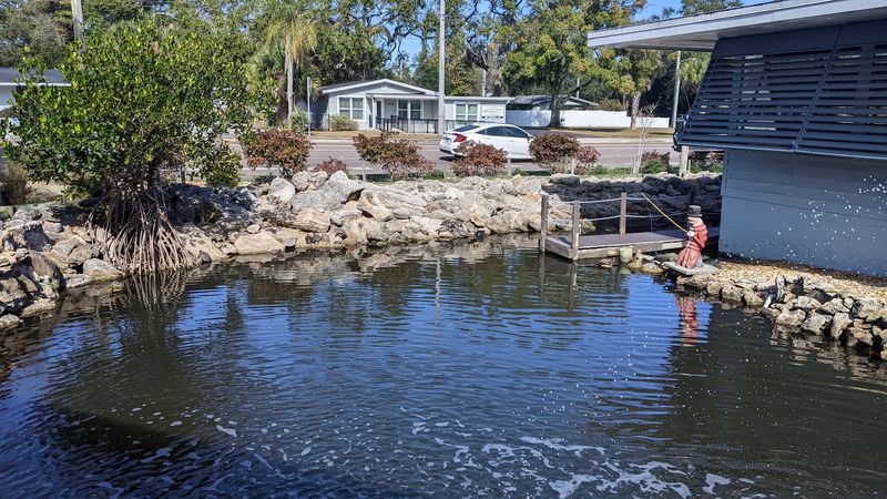 The Outdoor Pond And Turtle Watching Experience