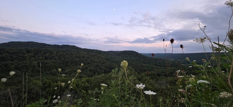 Wildflowers That Steal The Whole Show