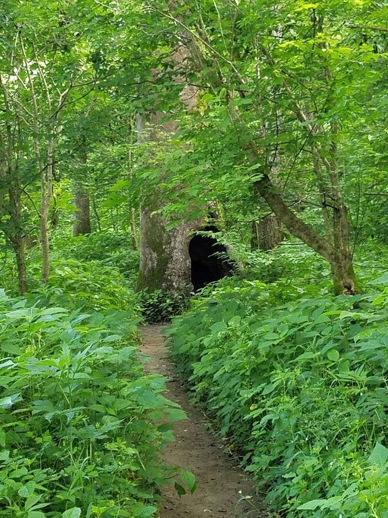 The Nature Trails Below the Mound Are a Hidden Bonus
