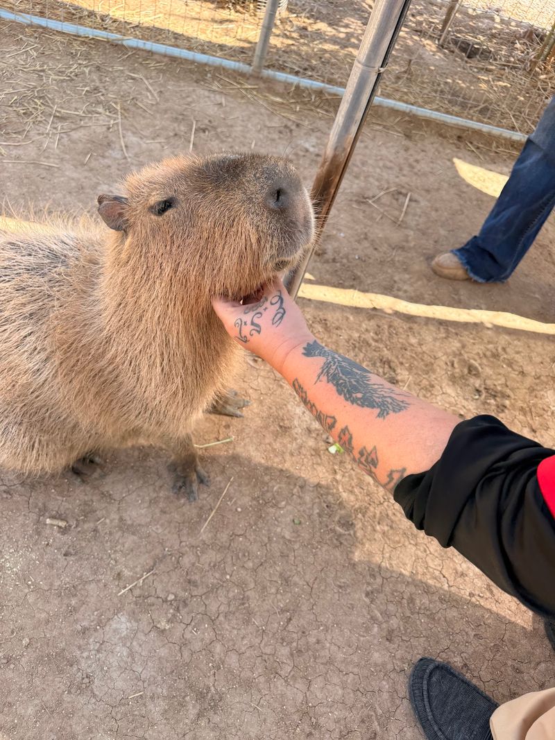 The Owners Who Turned a Pet Store Passion Into a Ranch The Owners Who Turned a Pet Store Passion Into a Ranch