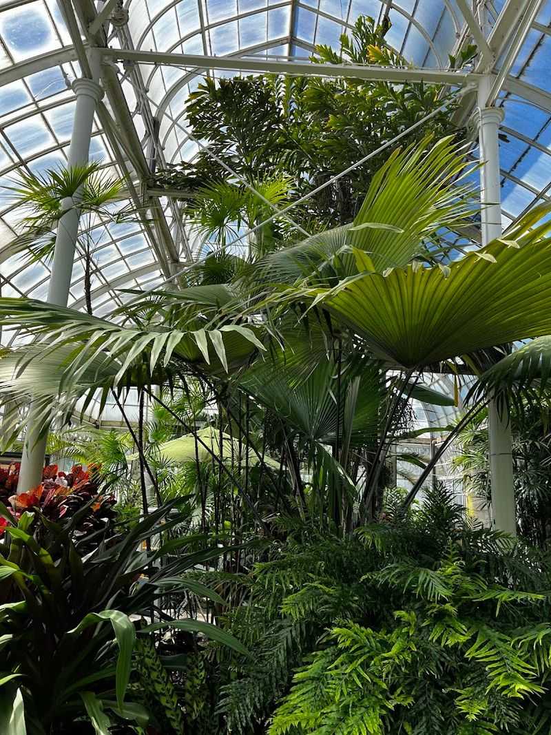 The Palm House: Tropical Giants In The Heart Of Seattle
