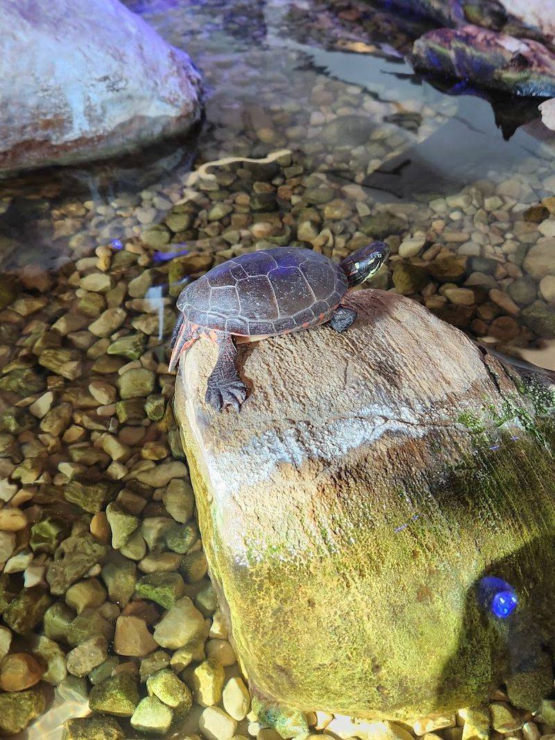 Wildlife Watching Beyond Birds Is Equally Spectacular