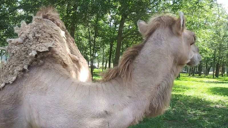 The Park Holds Real Therapeutic Value for Visitors of All Backgrounds
