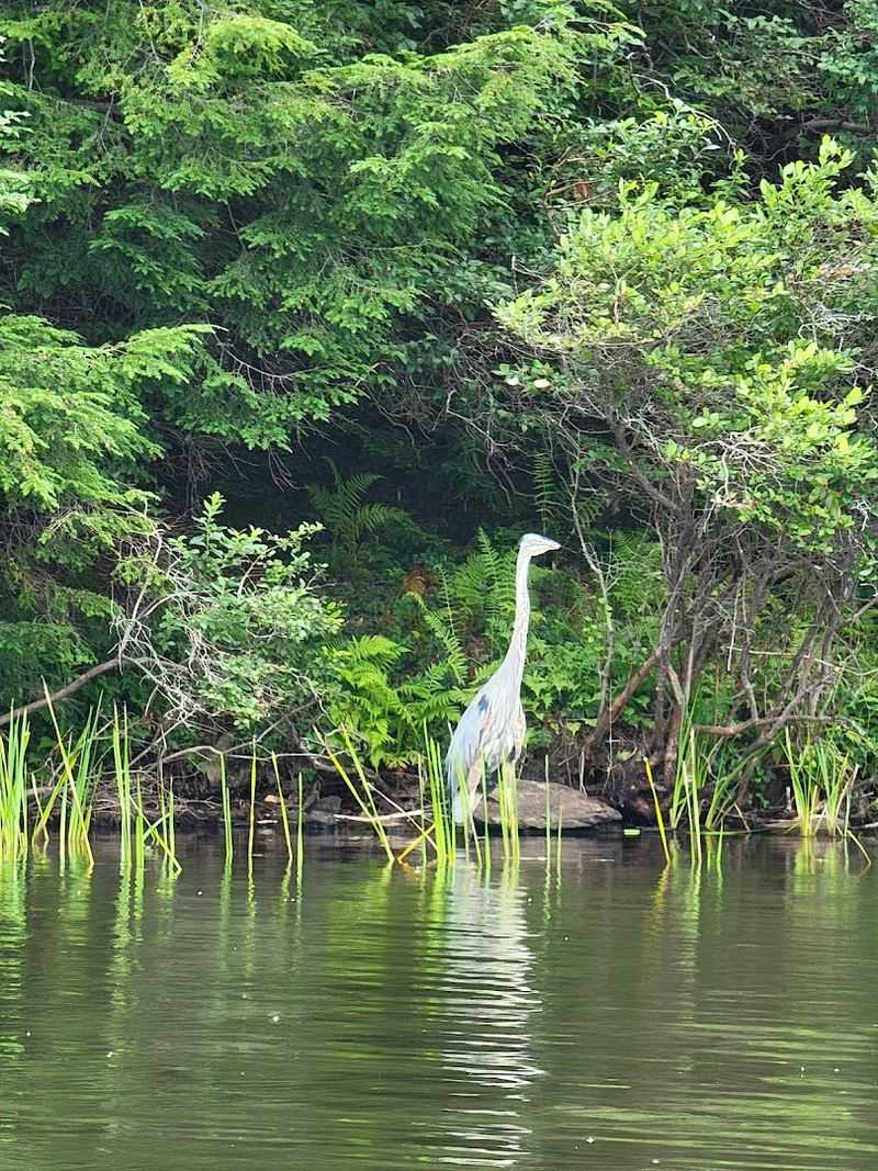 Wildlife Is Active Throughout the Park Year-Round