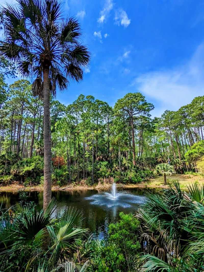 The Peaceful Drive Through Maritime Forest