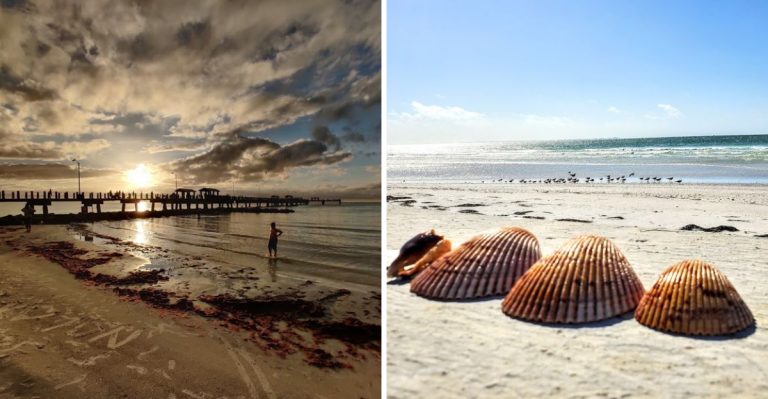 The Peaceful Florida Beach Where Sand Dollars Wash Up Like Tiny Treasures