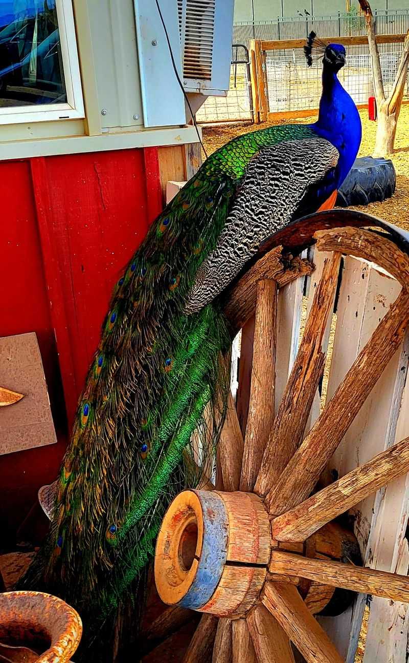 The Peacock Who Steals The Whole Show