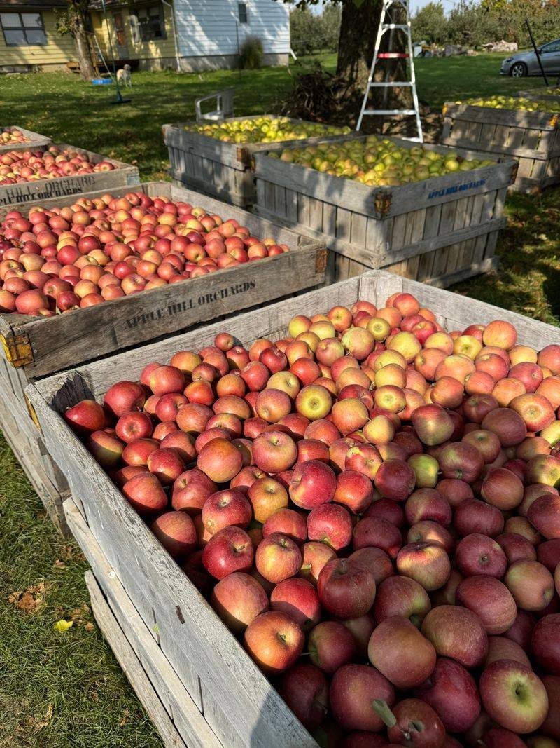 Mum's Apple Pie / Apple Hill Orchard – Mansfield, OH
