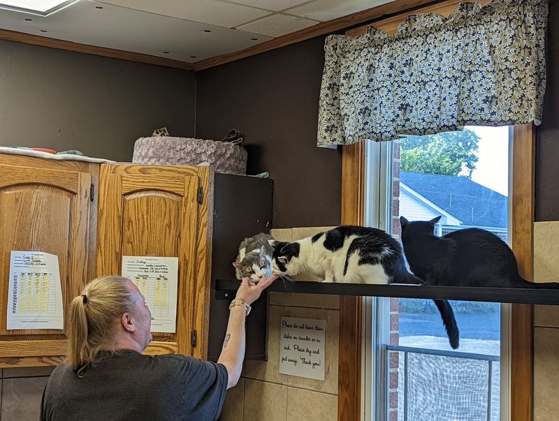 The People Behind The Purring The People Behind The Purring
