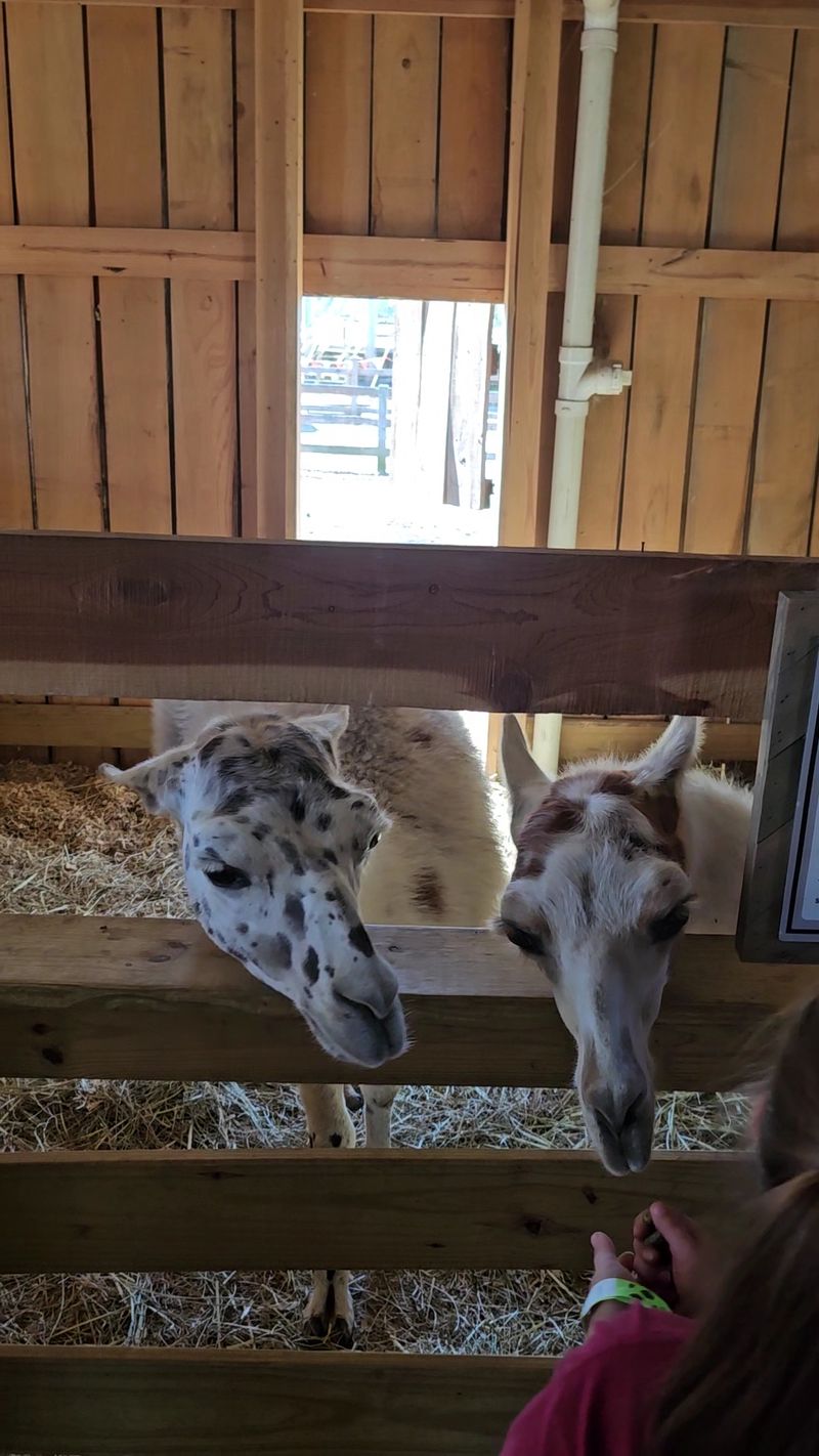 The Petting Barn Adds A Lively Farmyard Moment