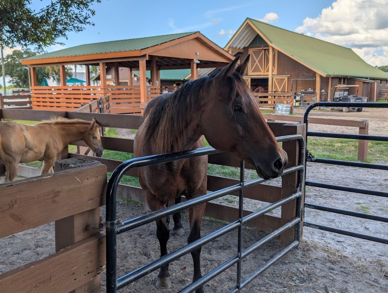 The Petting Farm And Pony Rides That Kids Absolutely Cannot Stop Talking About