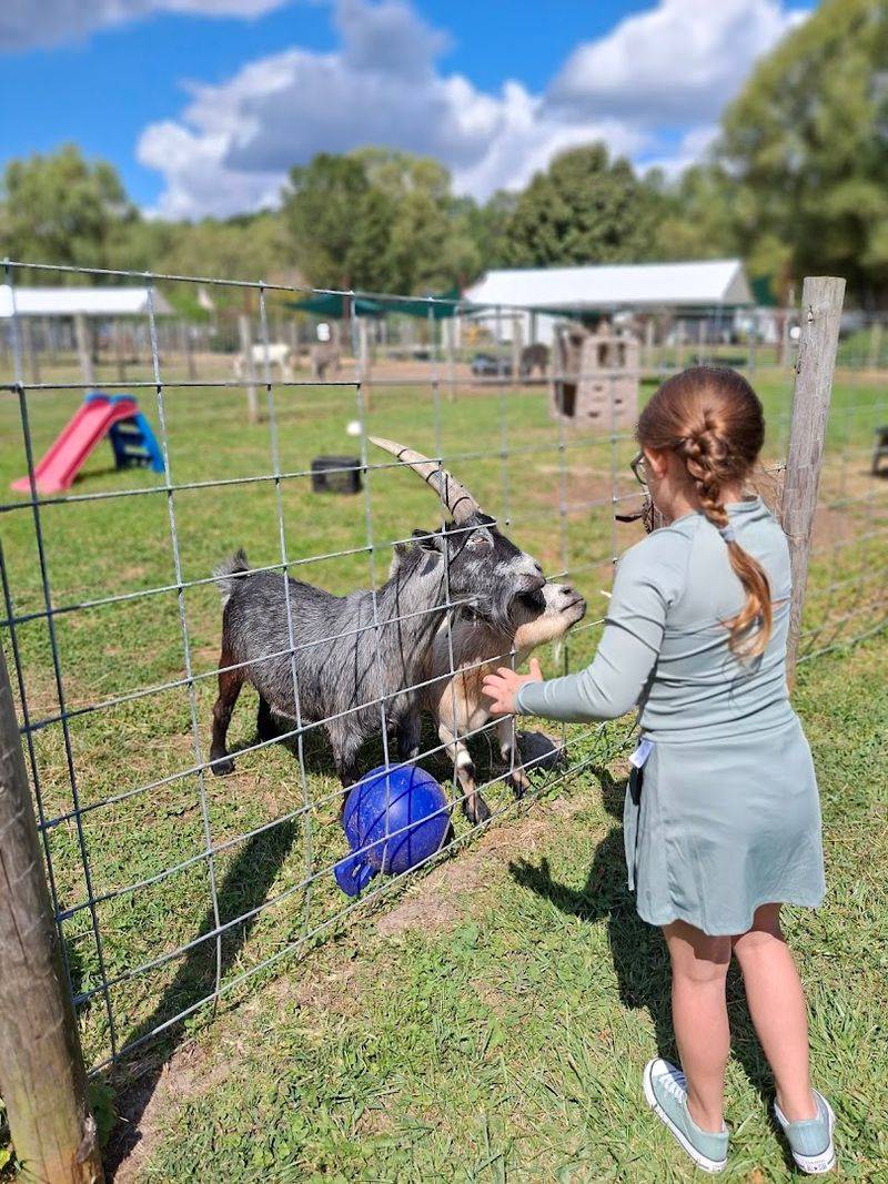 The Petting Zoo Area And Animal Feeding Experience