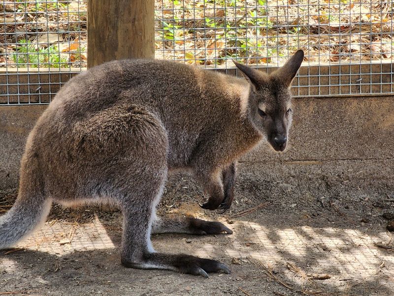 The Petting Zoo Area Gives Little Ones a Chance to Connect Up Close