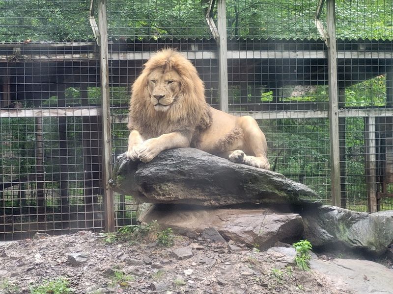 Big Cats, Wolves, And Animals You Would Not Expect To Find Here