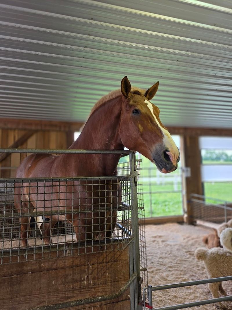 The Petting Zoo That Steals Every Show The Petting Zoo That Steals Every Show