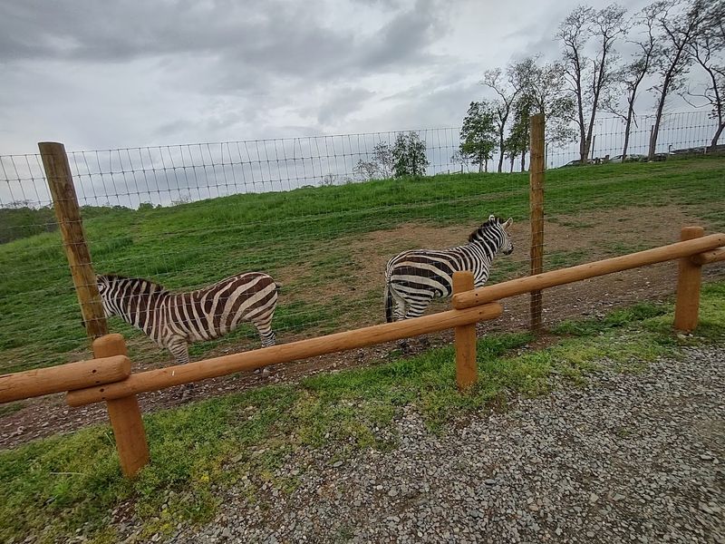 Zebras And Exotic Animals On Safari