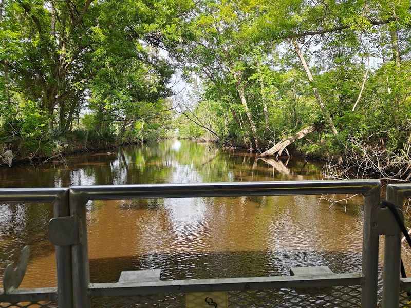 Why This Swamp Tour Belongs On Every Louisiana Itinerary