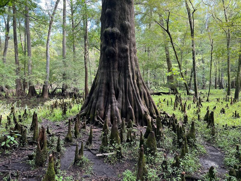 Getting There Early And Beating The Crowds