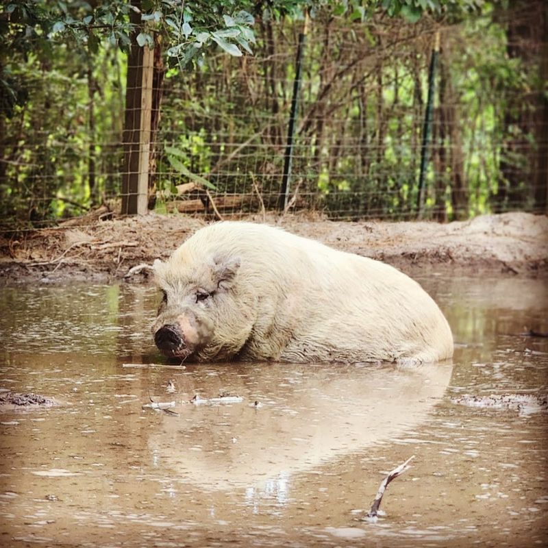The Pigs That Will Completely Surprise You The Pigs That Will Completely Surprise You