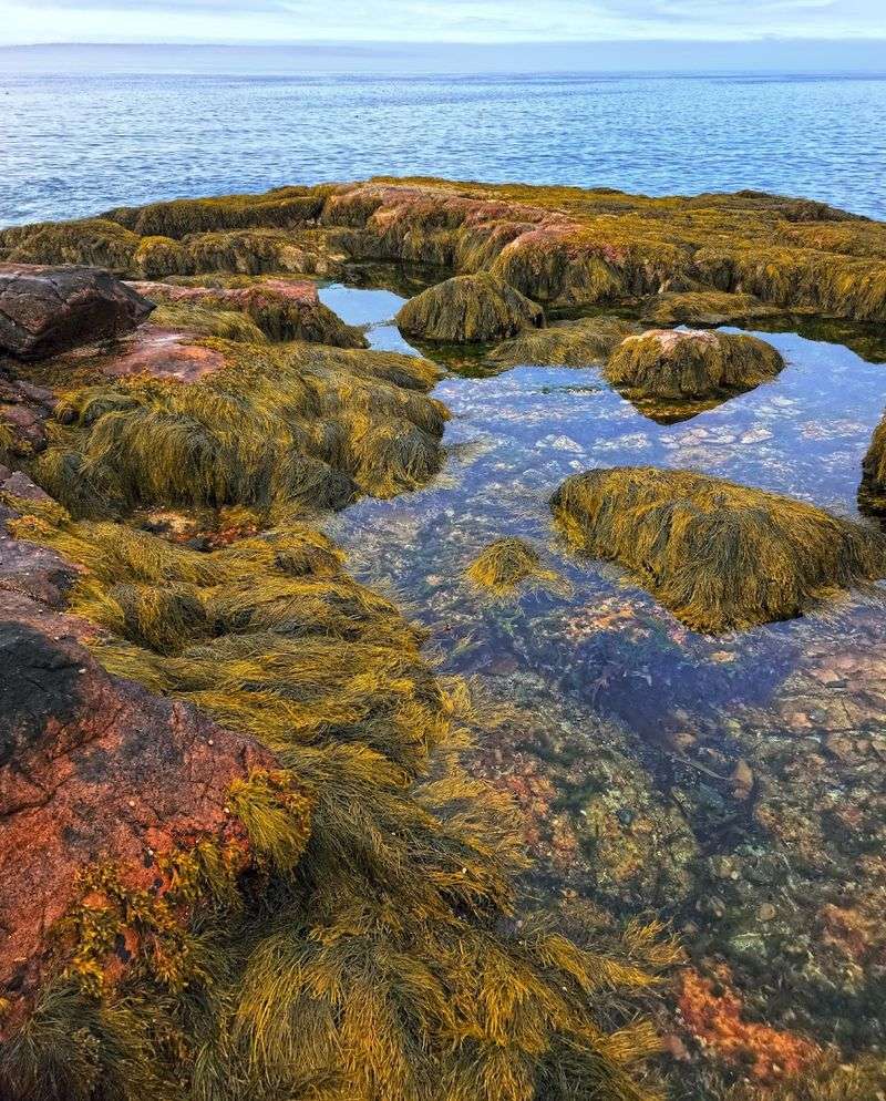 Tide Pools Packed With Coastal Life